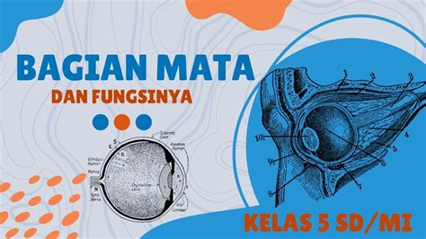 Materi Ajar Kelas V Sd Mi Muatan Pelajaran Ipas Bagian Bagian Mata Dan