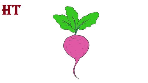 Turnip Drawing Easy For Beginners Vegetables Drawing Youtube