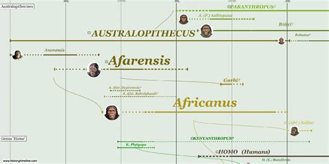 Human Evolution Timeline - HistoryTimeline.com