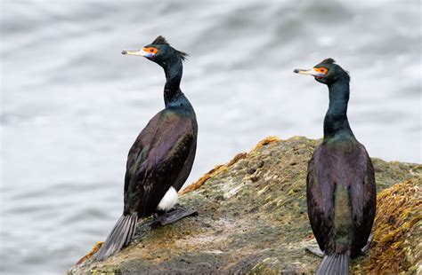 Red Faced Cormorant Audubon Field Guide