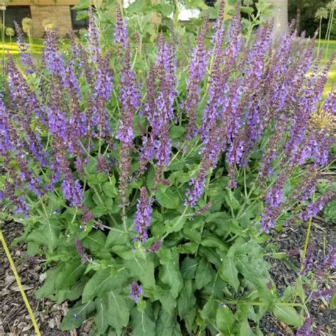 Salvia X Sylvestris Mainacht Syn Salvia X Sylvestris May Night