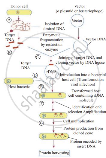 Explain The Steps In Process Of Rdna Technology With Suitable Diagrams