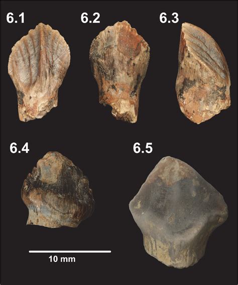 Figure 3 From Faunal Composition And Paleoenvironment Of The Arundel