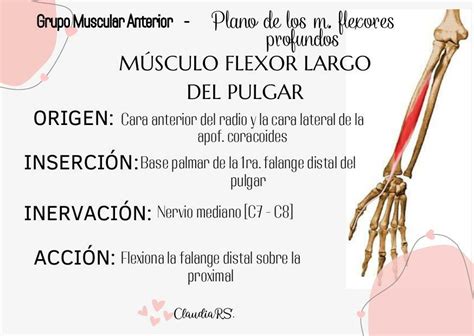 Musculo Flexor Largo Del Pulgar Claudia Rosero UDocz