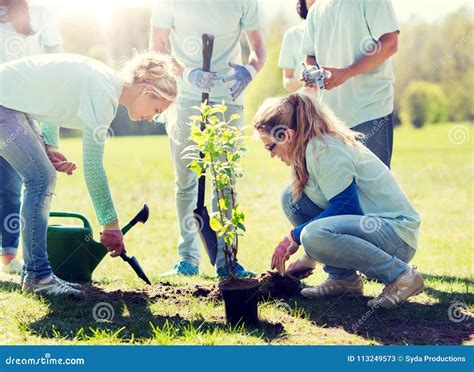 Group Of Volunteers Planting Tree In Park Stock Image Image Of Group