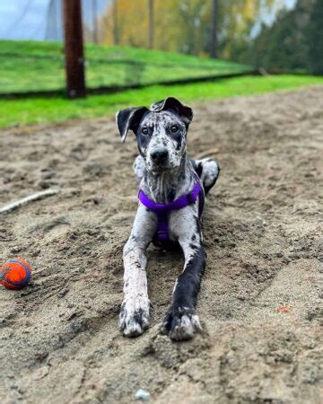 Greyhound Mixes 21 Unique Crossbreeds With Pictures