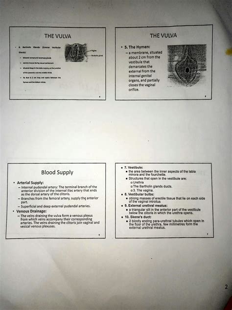 SOLUTION Pelvis And Perineum Studypool