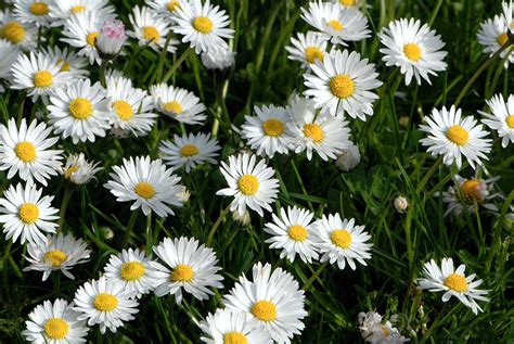 Heilpflanzen G Nsebl Mchen Bellis Perennis