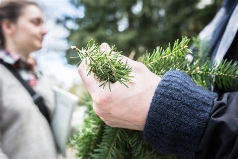 Lijst Met Wilde Eetbare Planten Forest To Plate Eetbare Planten