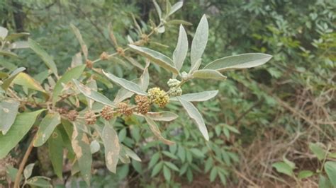 hierba de tepozán Plantas del municipio de Coixtlahuaca iNaturalist