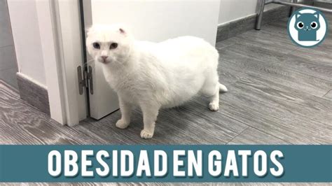 Tratamiento Eficaz De La Obesidad En Gatos Actualizado Enero 2025