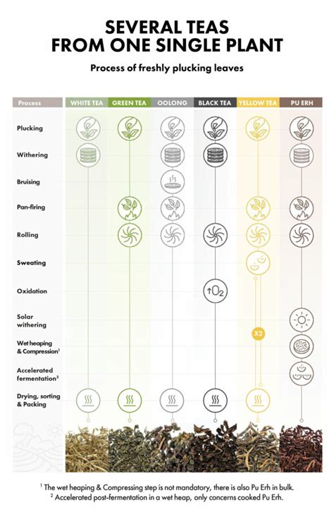 Camellia Sinensis: Tea plant varieties | Alveus