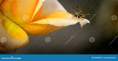 Bee on Flower stock image. Image of stinger, honey, sting - 6953945