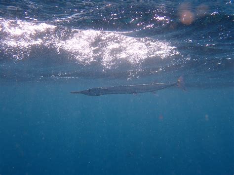 Snorkeling on Komodo Resort's House Reef | Snorkeling in Indonesia