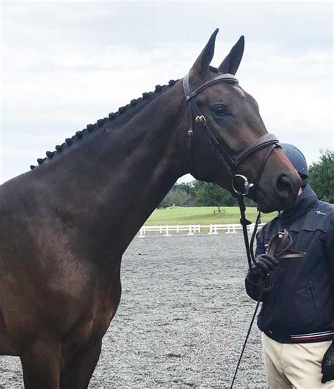 Young Solo Is Future Event Horse East Coast Champion Red Gate