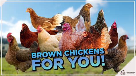 10 Popular Brown Chicken Breeds For You To Meet Youtube