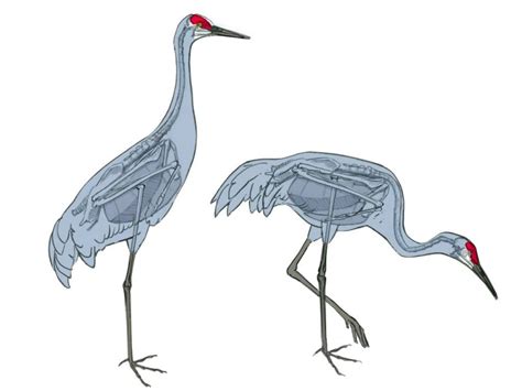 How To Draw Sandhill Cranes Anatomy For Artists • John Muir Laws