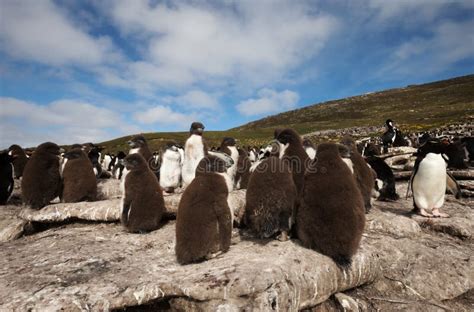 Grupo De Pintainhos Do Pinguim De Rockhopper Em Rochas No Viveiro Foto