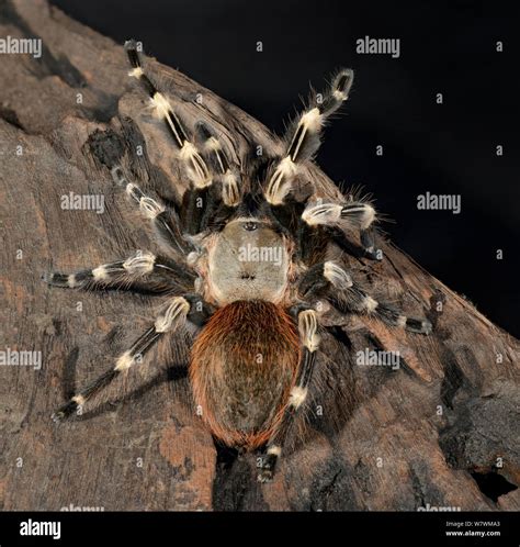 White Striped Birdeater Tarantula (Nhandu chromatus) captive, endemic ...