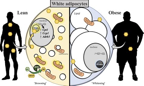 Bilirubin As A Metabolic Hormone The Physiological Relevance Of Low