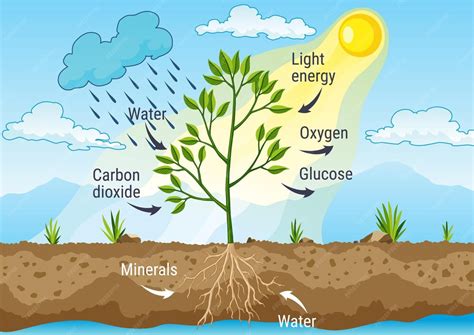 premium vector photosynthesis   process  tree produce oxygen