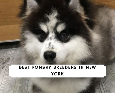 6 Best Pomsky Breeders in New York!