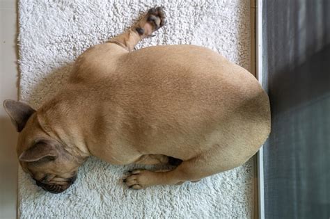 Un Perro Duerme Sobre Una Alfombra Con Una Puerta Negra Detr S Foto