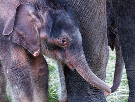 Those ‘miracle’ twin baby elephants at Syracuse zoo have grown into 650 ...