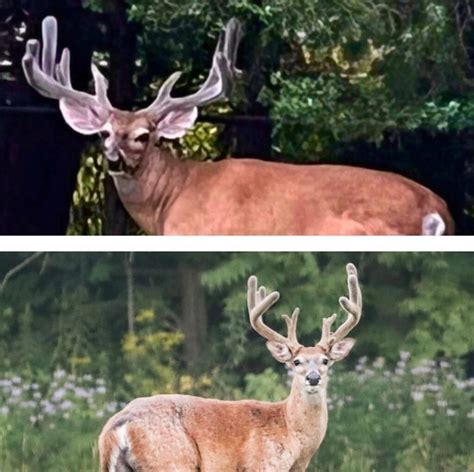 Why Do Deer Shed Their Antlers The Antler Growth Cycle