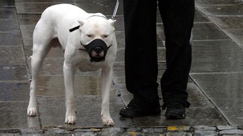 Primeras denuncias de más de 5 000 euros a dueños de perros peligrosos