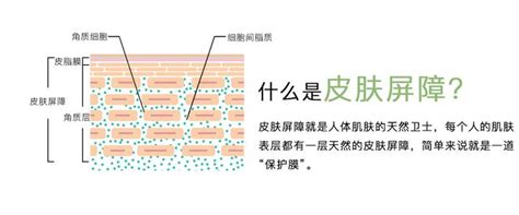 科普篇：深度解析皮肤屏障 知乎