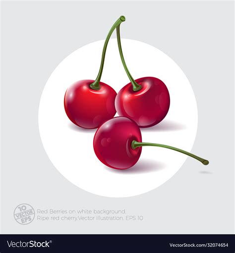 Red Ripe Cherry Berries Summer Royalty Free Vector Image