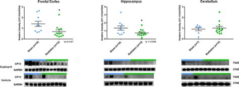 Phosphorylated Tau Expression In Brain Following Total Body Radiation