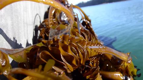 La culture des algues marines à Saint Malo par C Weed aquaculture YouTube