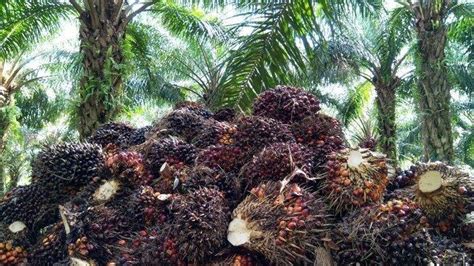 Jumlah Luasan Kebun Kelapa Sawit Mandiri Di Kabupaten Belitung Meningkat