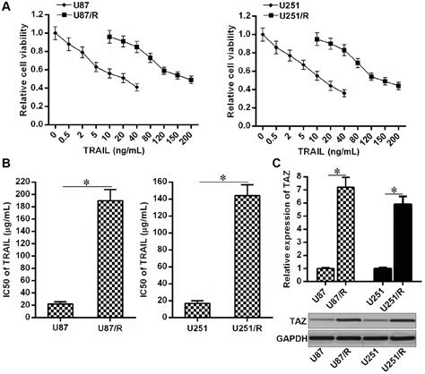 Downregulation Of Mir 125b Promotes Resistance Of Glioma Cells To Trail