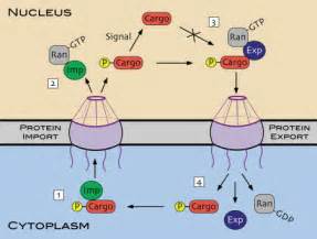 Protein And RNA Export From The Nucleus Developmental Cell