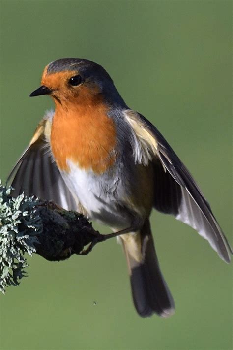 23 Most Common Birds In The UK: 2024 Guide