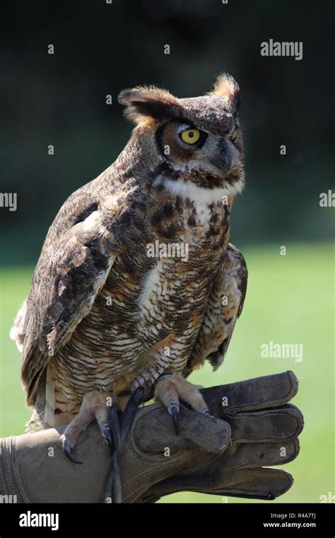 Great Horned Owl Stock Photo - Alamy