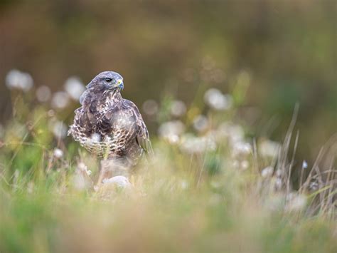 Common Buzzard Bird Facts (Buteo buteo) | Bird Fact