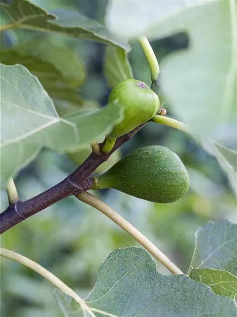 Ficus Carica Dalmatie Cac Feige Dalmatie Baumschule