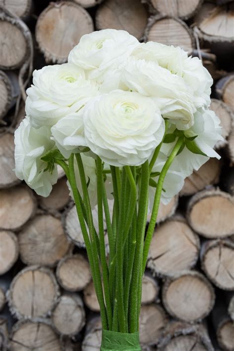 White Ranunculus Fresh Blooms For Sale Flower Explosion