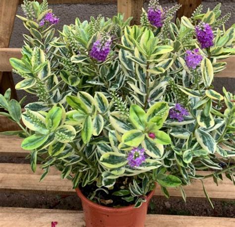 Plantas De Hebe Ver Nica Hebe Sp Variegata T O G