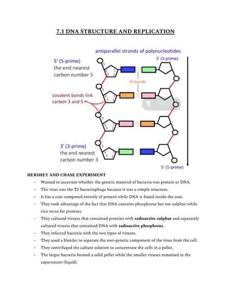 HL Chapter 7 Nucleic Acids 7 DNA STRUCTURE AND REPLICATION HERSHEY