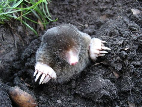 Moles vs. Voles: Knowing the Difference in Behavior and Prevention Techniques