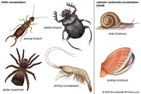 Chitin Exoskeleton Kids Britannica Kids Homework Help