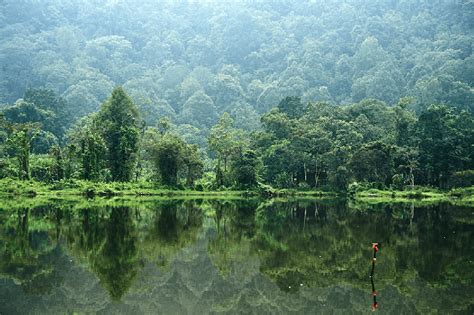 hutan hujan tropika di malaysia - JaylentaroMoreno