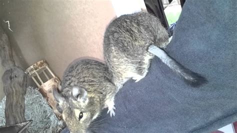 My Degus Climbing On My Arm Youtube