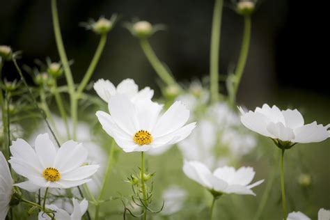 October Birth Flower Cosmos