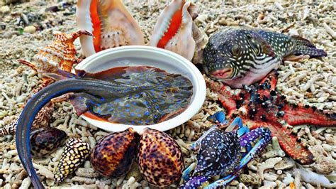 Tangkap Kelomang Raksasa Dan Ikan Buntal Raksasa Star Fish Keong